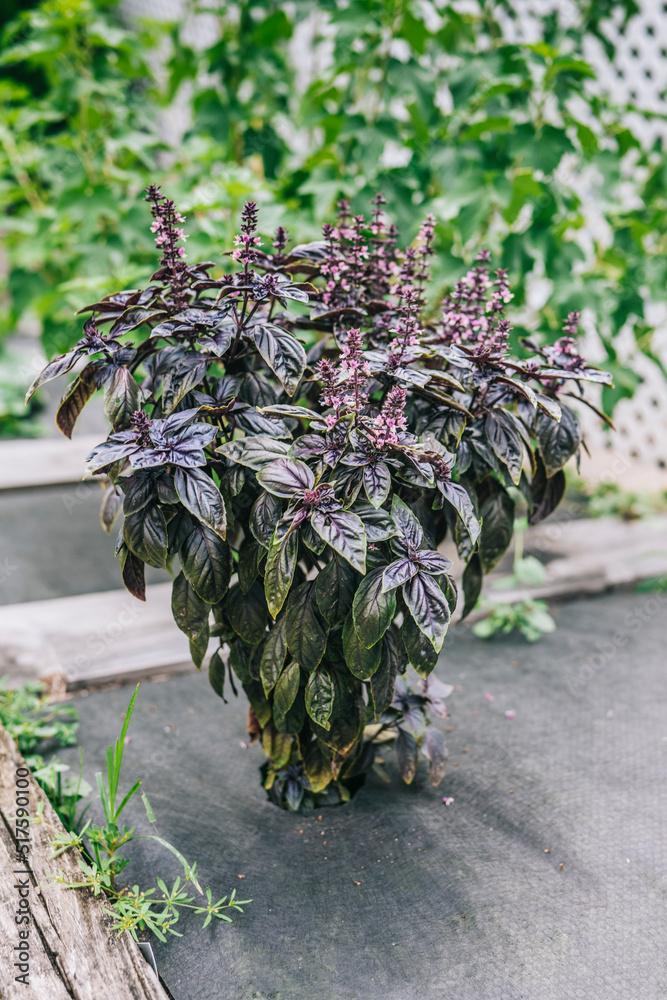 Selective focus. Purple Dark Opal Basil plant blooming in the