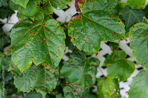 Grape leaf's diseases. Angular reddish brown spots with shot-hole centers on grape leave caused by anthracnose of grape. Grape rust. High-quality photo