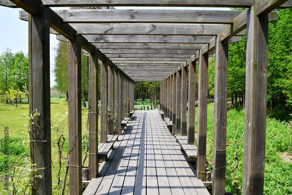 the perspective effect of a wisteria trellis the perspective effect of a wisteria trellis