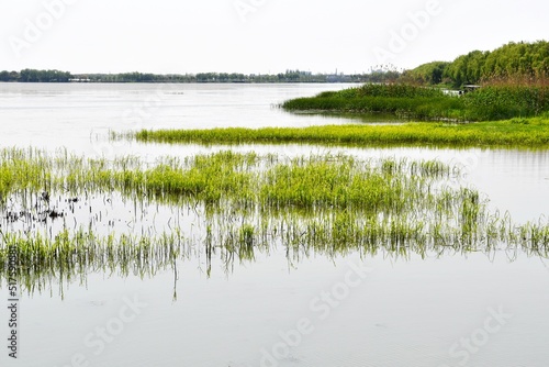 some aquatic plants on the water photo