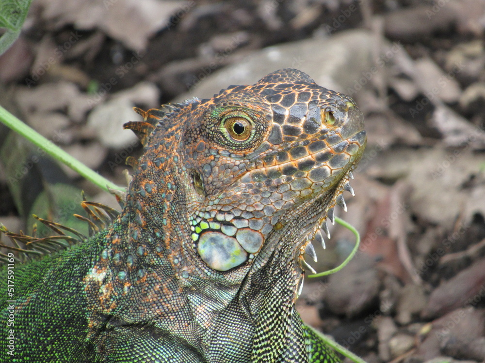Fototapeta premium iguana in the grass