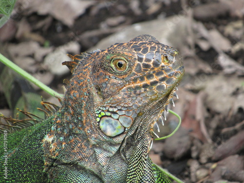 iguana in the grass
