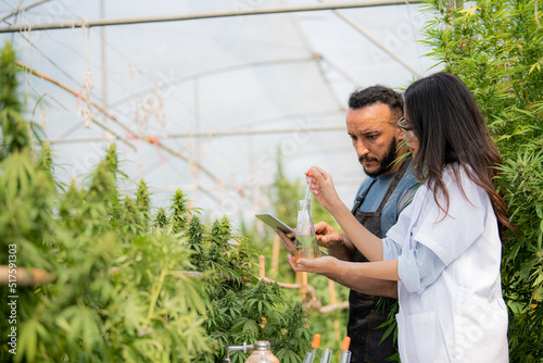 Scientists are investigating and analyzing cannabis experiments. Hold a CBD oil beaker in a greenhouse room.