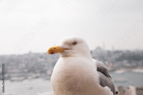 seagull on the rock