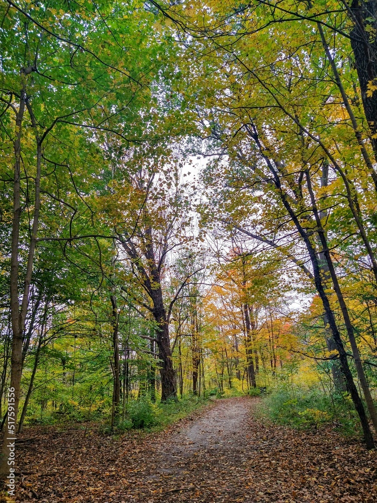 Naklejka premium Leaf-Strewn Footpath Under Trees in Autumn Forest Park