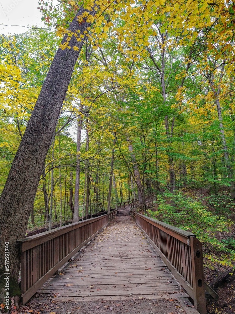 Bridge in Autumn Forest Park and Leaning Tree Bridge in Autumn Forest Park and Leaning Tree