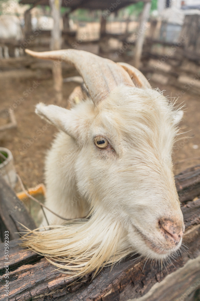Primer plano de una cabra blanca con cuernos y barba Primer plano de una cabra blanca con cuernos y barba