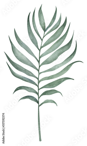 Foliage watercolor hand drawn illustration. Botanical clipart element isolated on white background.