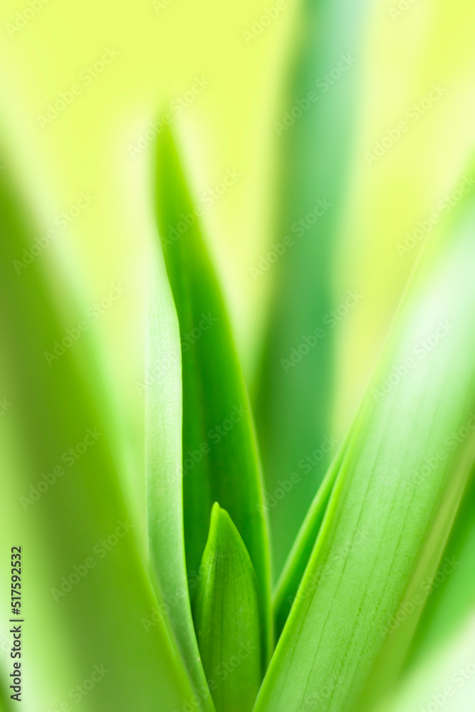 blurry leaves nature of summer green leaves natural green leaf plant used as wallpaper background blurry leaves nature of summer green leaves natural green leaf plant used as wallpaper background