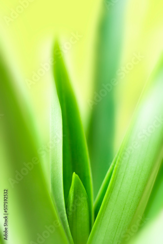 blurry leaves nature of summer green leaves natural green leaf plant used as wallpaper background