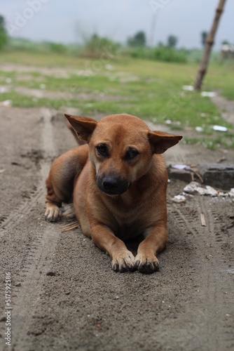 An adorable stray dog, A brown dog sitting