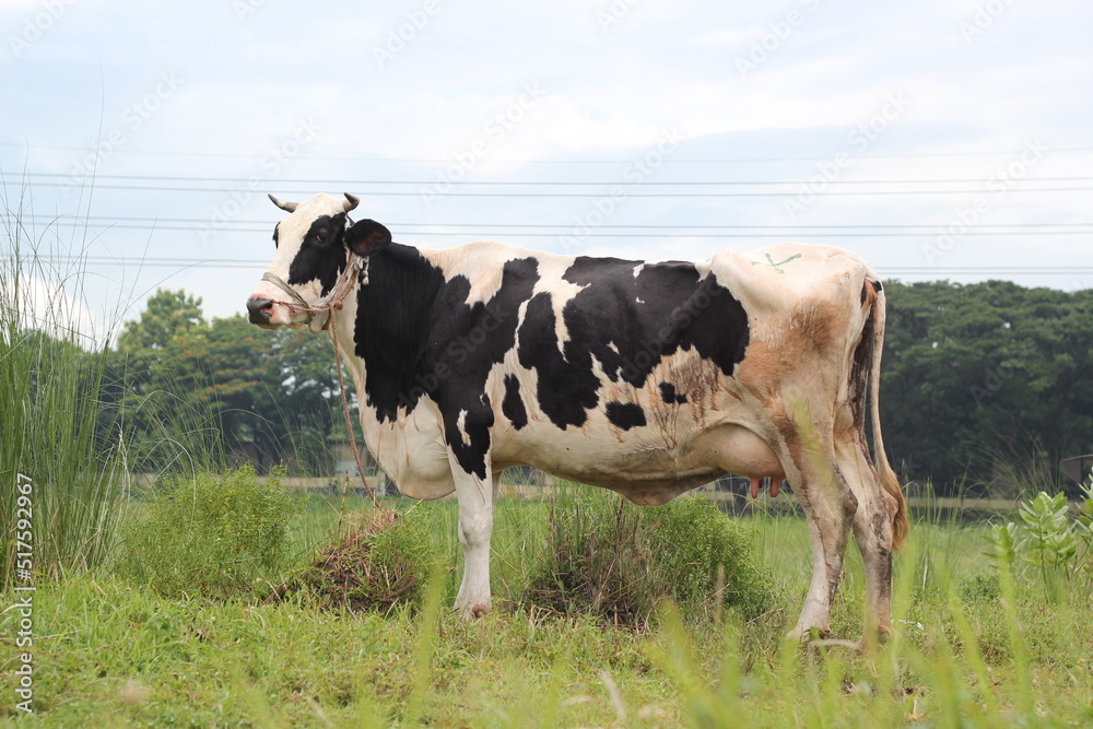Cow standing on a farmland, cow grazing on the meadow