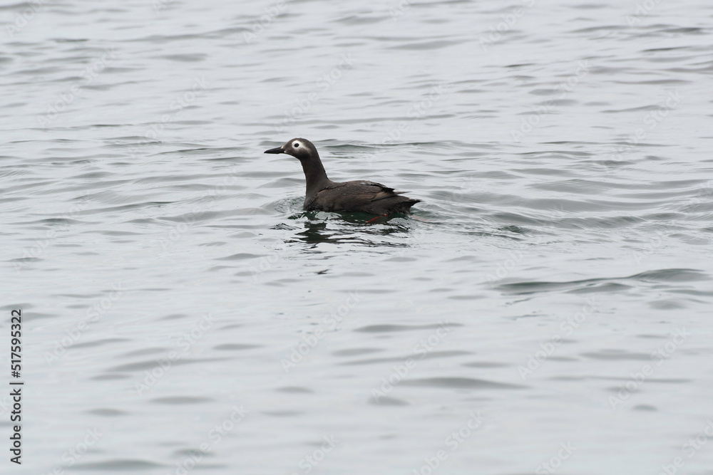 Spectacled guillemot swimming on the sea Spectacled guillemot swimming on the sea