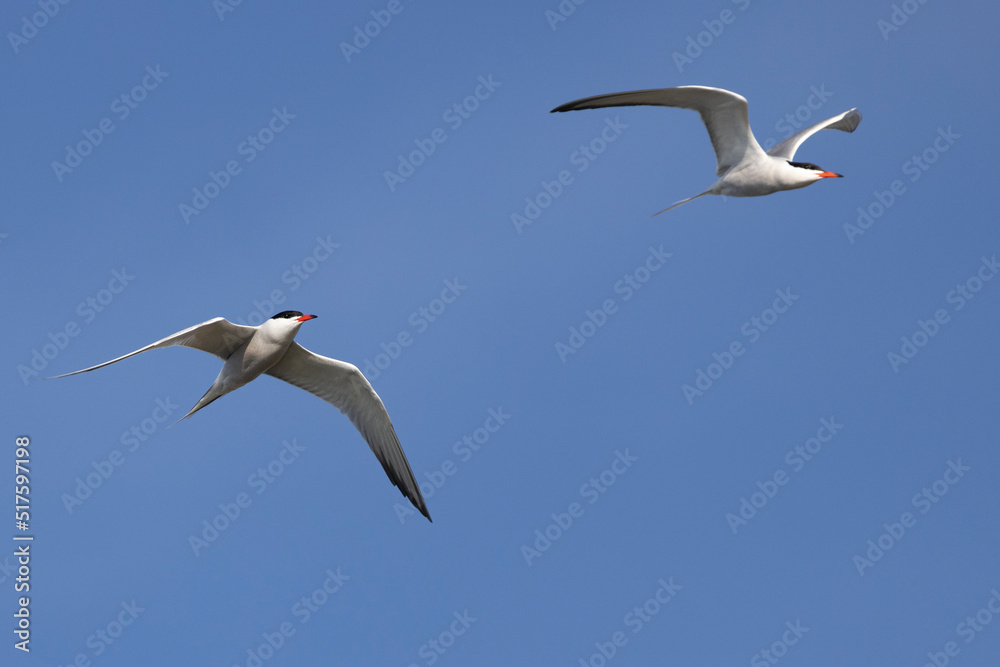 Fototapeta premium Zwei fliegende Flussseeschwalben vor blauem Himmel in der Seitenansicht
