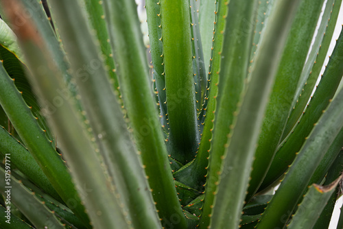 Agave, cactus backdround, cacti or cactaceae pattern.