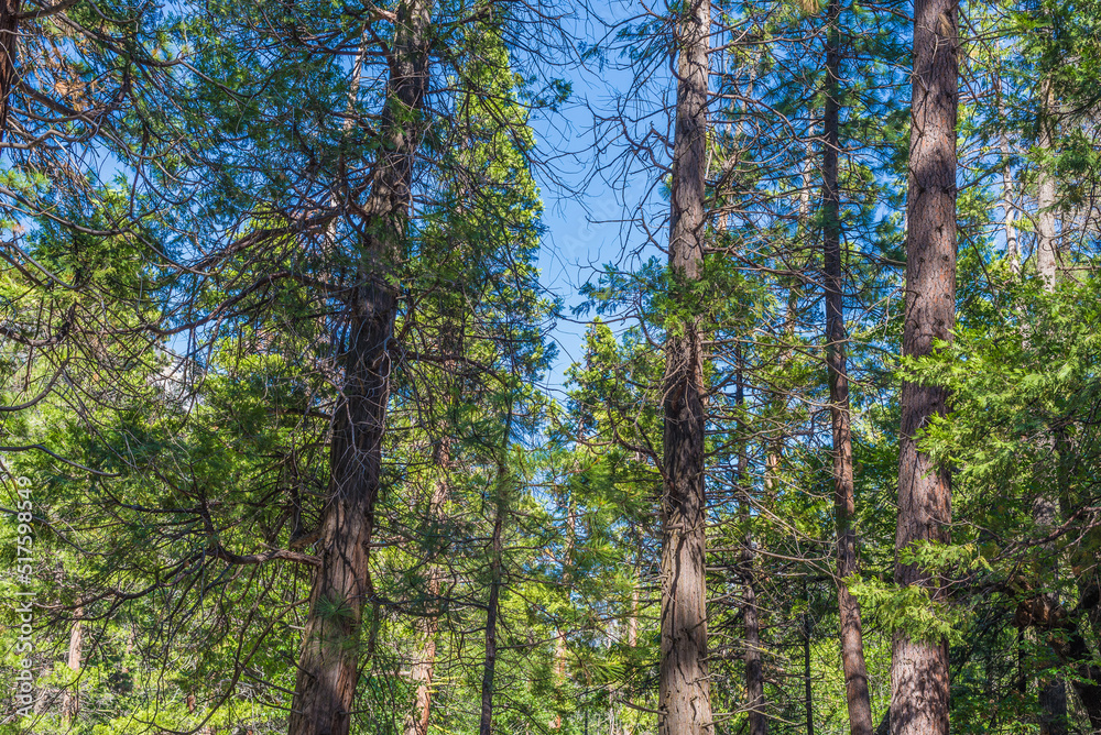 Fototapeta premium Yosemite National Park is in California’s Sierra Nevada mountains. It’s famed for its giant, ancient sequoia trees, and for Tunnel View, the iconic vista, Upper Yosemite Falls.