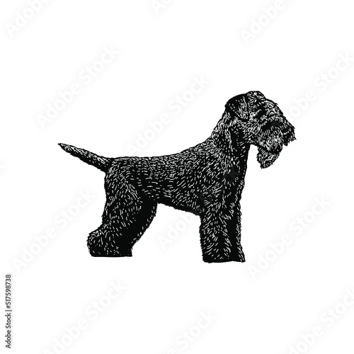 Fotografie Lakeland Terrier hand drawing vector illustration isolated on background
