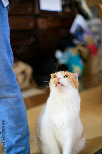 エサを求める猫