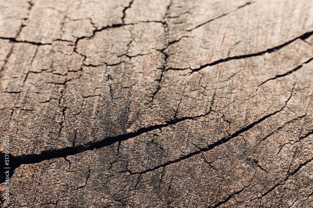 Obraz premium Cracks in the stump