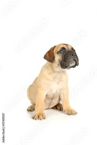 bullmastiff  puppy sitting isolated on white background