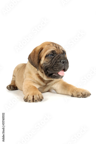 bullmastiff puppy lying  © eds30129