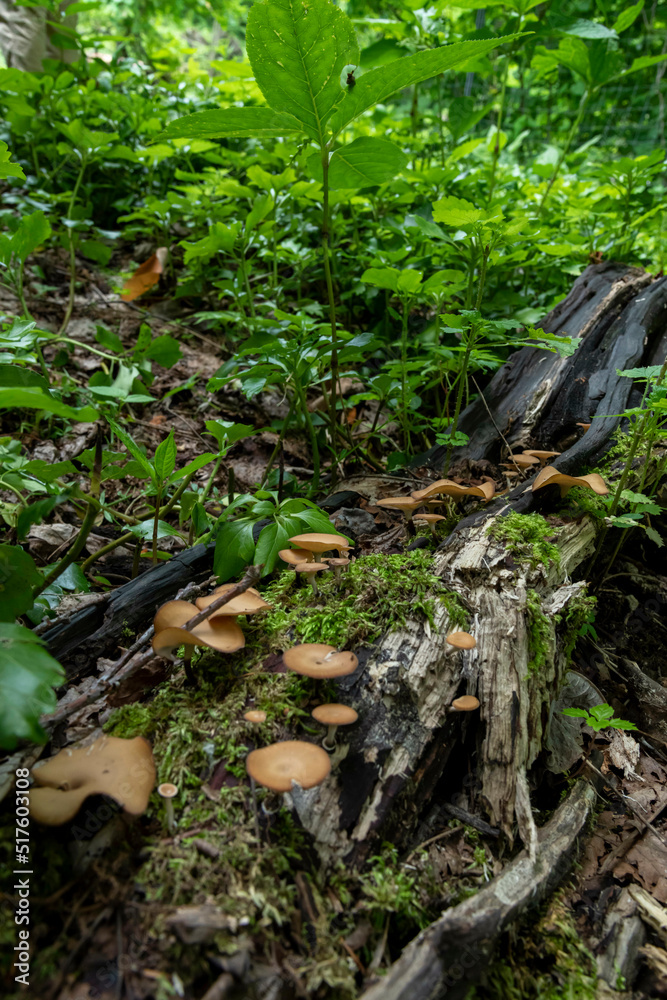 Obraz premium 森の中で成長する自然のキノコ