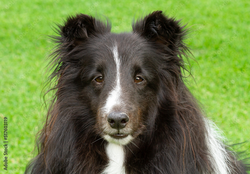 Sheltie Portrait Sheltie Portrait