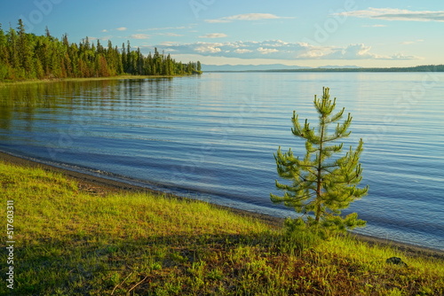 Shore of Green Lake, South Cariboo Region, British Columbia, with single coniferous tree