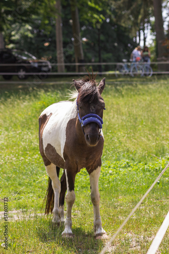 Young miniature white and brown pony horse in blue muzzle peacefully grazing on the farm in the summer green field.