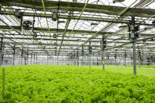 Greenhouse plantation with lettuce greenery. Concept for industrial agriculture. Rows of Plant Cultivated Inside a Large Greenhouse Building. Eco farming business. Cultivate and Selection.