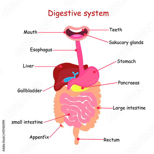 Digestive system vector human body vector illustration internal organs lungs, heart, liver, stomach (healthcare and medical concept)