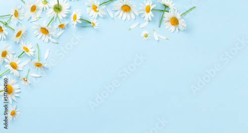 Chamomile garden flowers on blue background