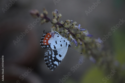 butterfly on a flower