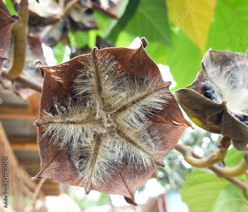 Fruits of Abroma augustum, which's name sometimes written Abroma augusta, Devil's cotton, Devil's cotton plant. photo