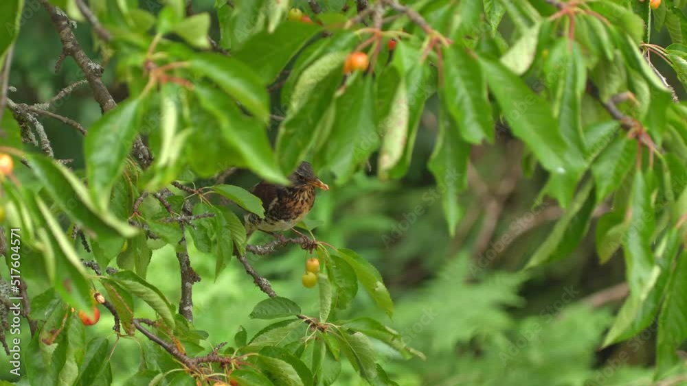 bird fieldfare feed red cherry berry green leaf tree natural world Turdus pilaris bird fieldfare feed red cherry berry green leaf tree natural world Turdus pilaris