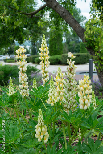 White-yellow flowers of Lupinus polyphyllus Yellow Shades inflorescence in the park. Vertical or portrait photo of a flowering perennial plant in a garden. Close-up. Landscaping. photo