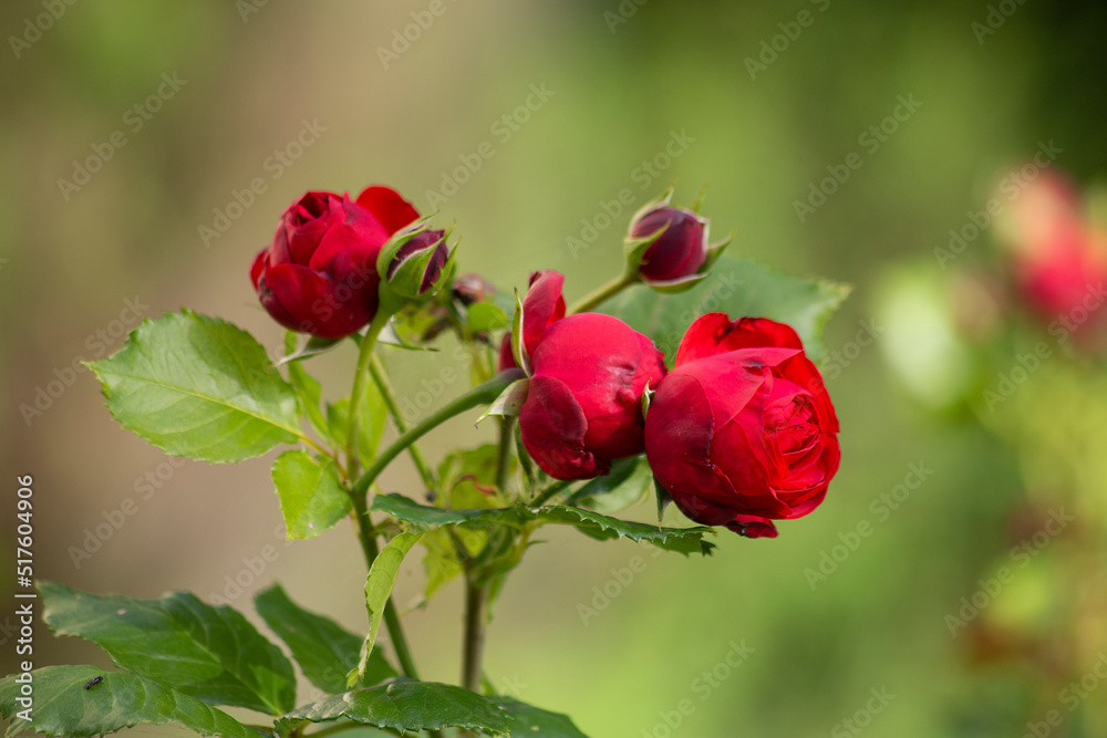 A bush of red roses in the rays of the sun in summer morning garden, blured green background. A bush of red roses in the rays of the sun in summer morning garden, blured green background.