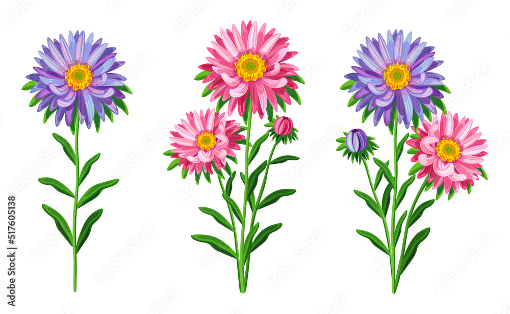 Set of beautiful purple and pink aster in cartoon style. Vector illustration of spring and summer flowers large and small sizes with closed and open buds on white background. Set of beautiful purple and pink aster in cartoon style. Vector illustration of spring and summer flowers large and small sizes with closed and open buds on white background.