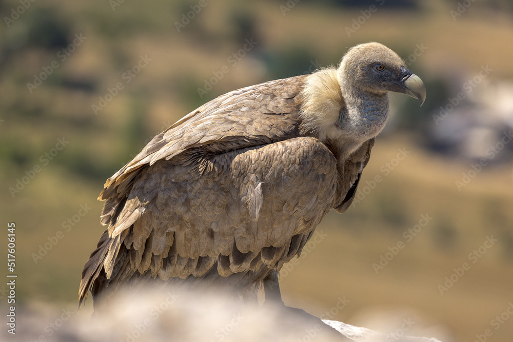 Portrait of a griffon vulture on the edge of a cliff Portrait of a griffon vulture on the edge of a cliff