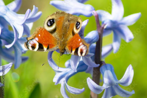 Butterfly Aglais io, beautiful butterfly sitting on blossom flower of hyacinth in nature.
