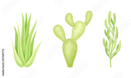 Evergreen succulent plants for garden or interior design vector illustration