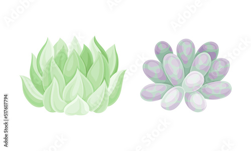 Evergreen succulent plants for garden or house decor vector illustration