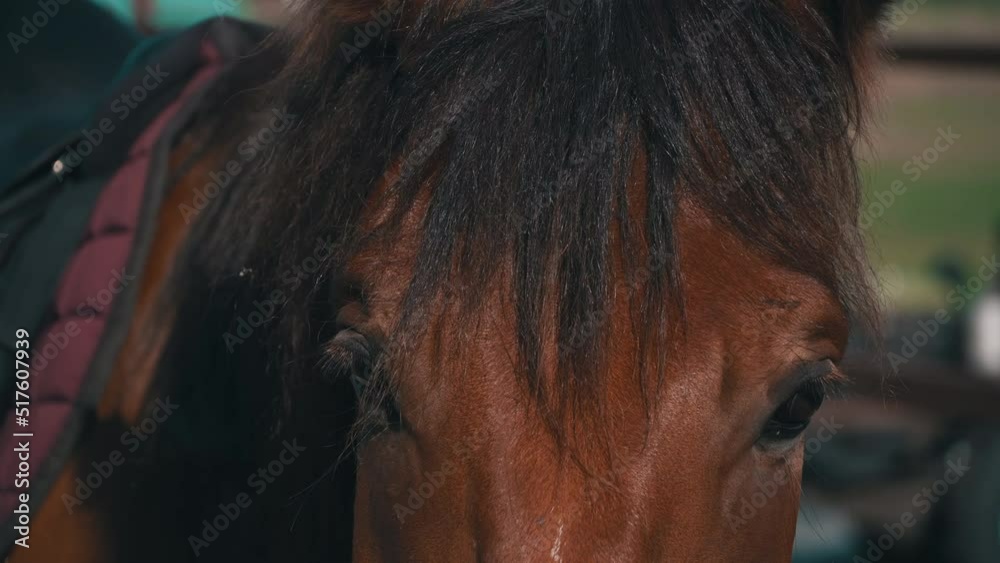 Horse's eyes blink closeup, the horse's muzzle copy space. The horse