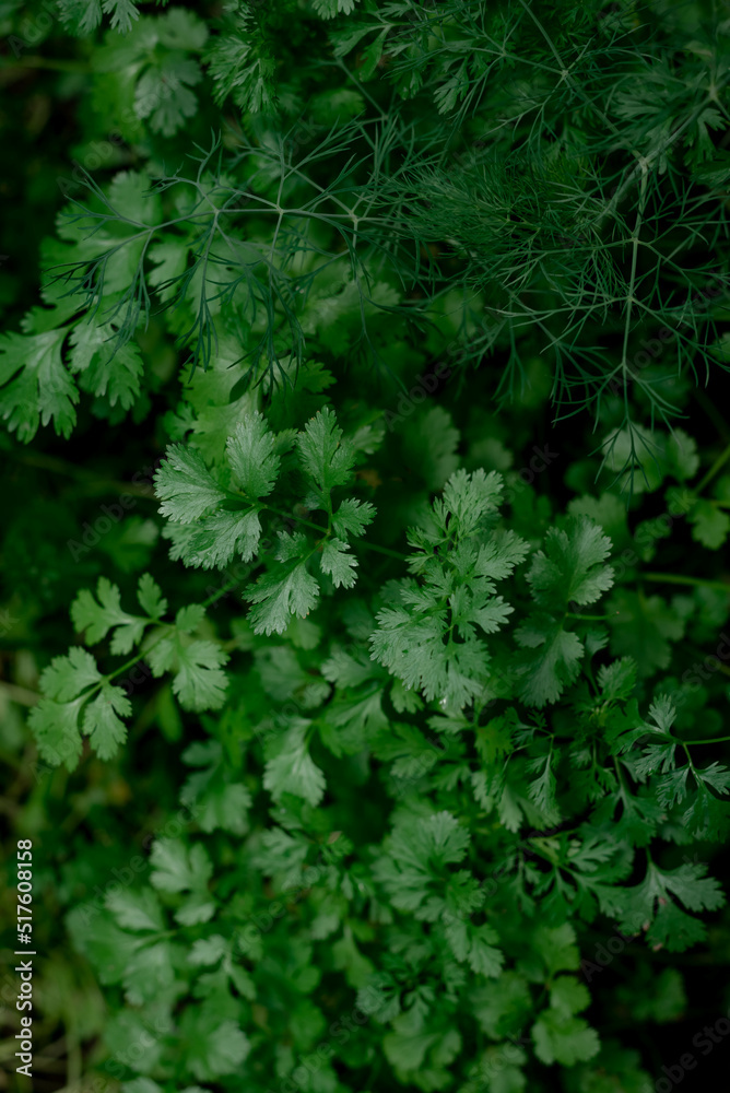 Fresh green parsley leaves on a rustic garden bed Fresh green parsley leaves on a rustic garden bed