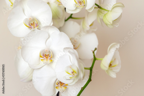 Blossoming white phalaenopsis orchid on pastel neutral colored background  macro closeup