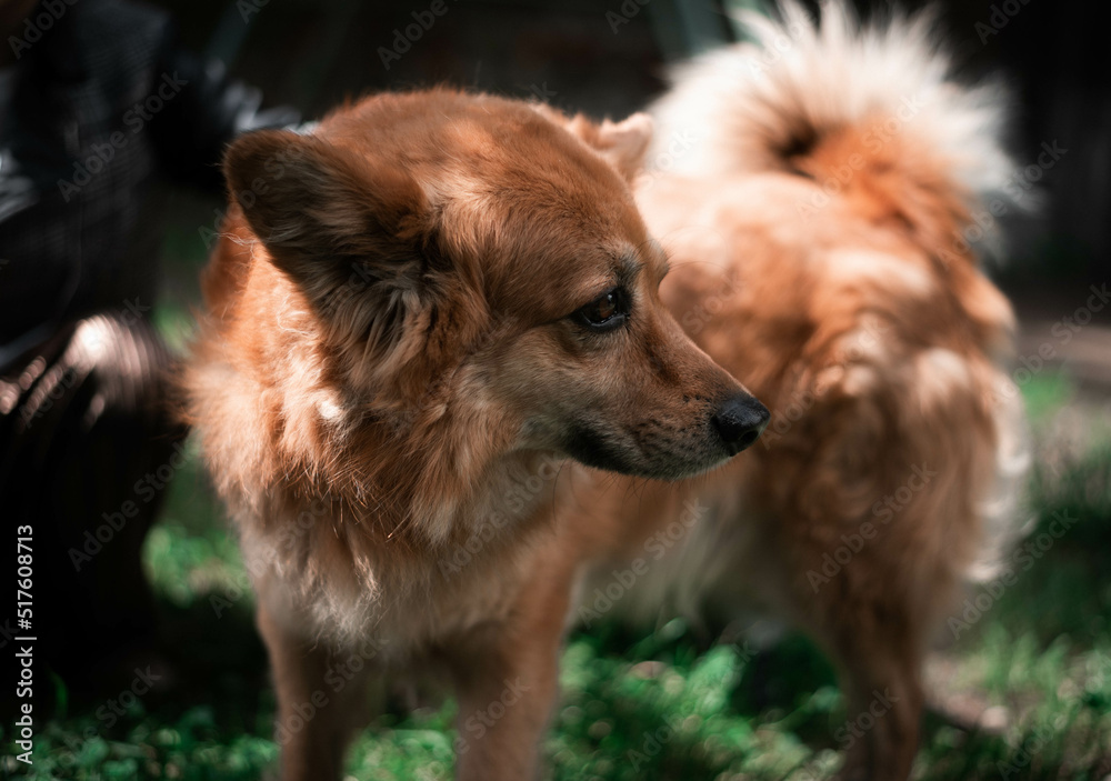 red-haired street dog red-haired street dog