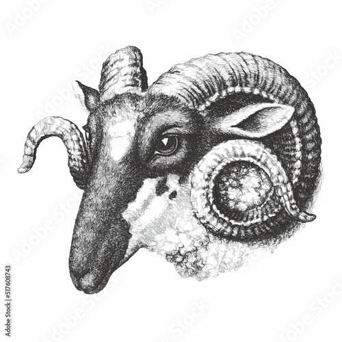 Ram portrait. Doodle sketch...