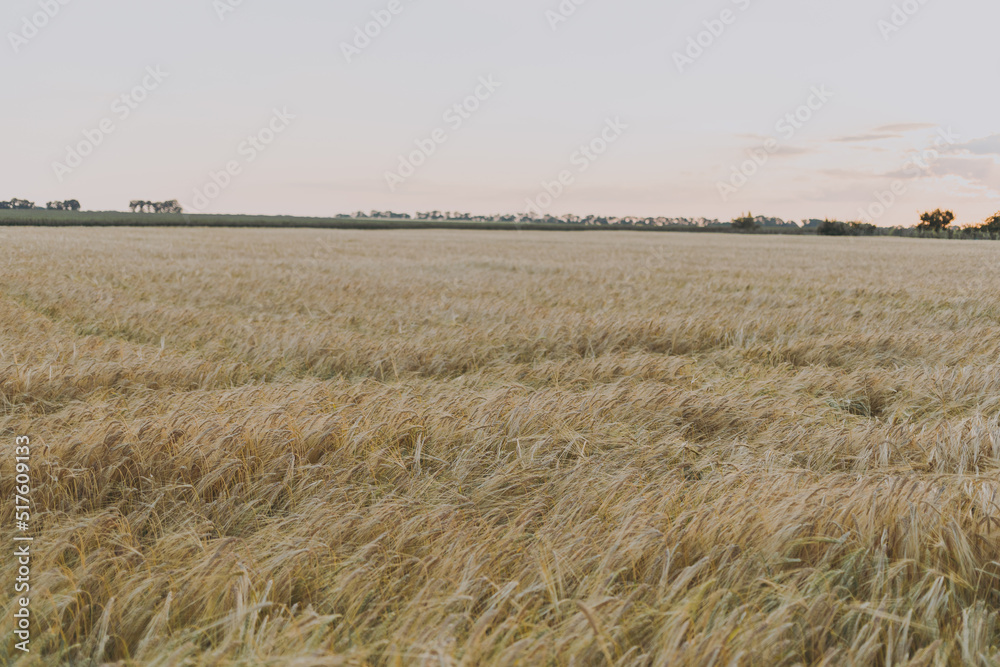 A field of wheat at sunset