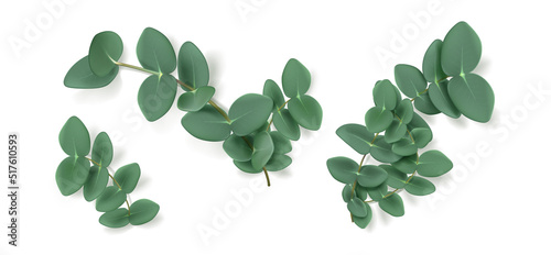Eucalyptus leaves and branches, aromatic herb. Evergreen plant, condiment or spice for essential oil and medicine isolated on white background. Natural green foliage, Realistic 3d vector illustration