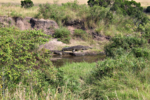 Cocodrilos en Masai Mara photo